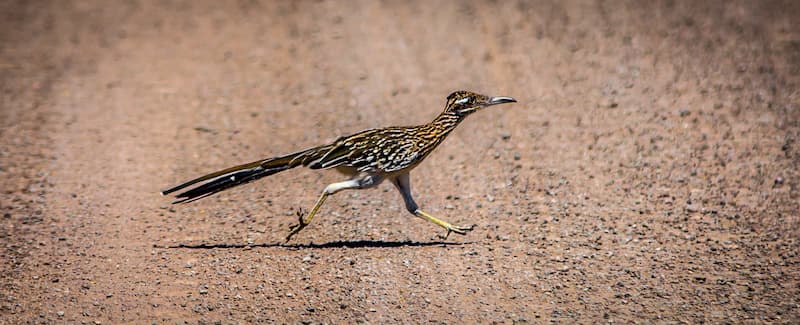 correcaminos en danzante bay loreto bcs