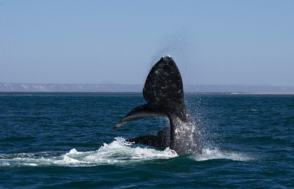 whale watching tour in loreto mexico sea of cortez