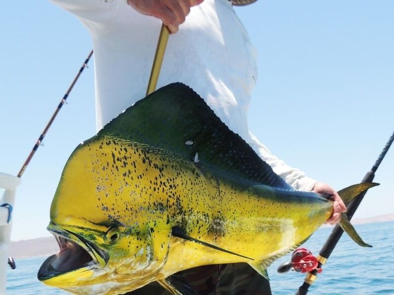 The Ultimate Pairing:  TPC Danzante Bay and Fishing in The Sea of Cortez